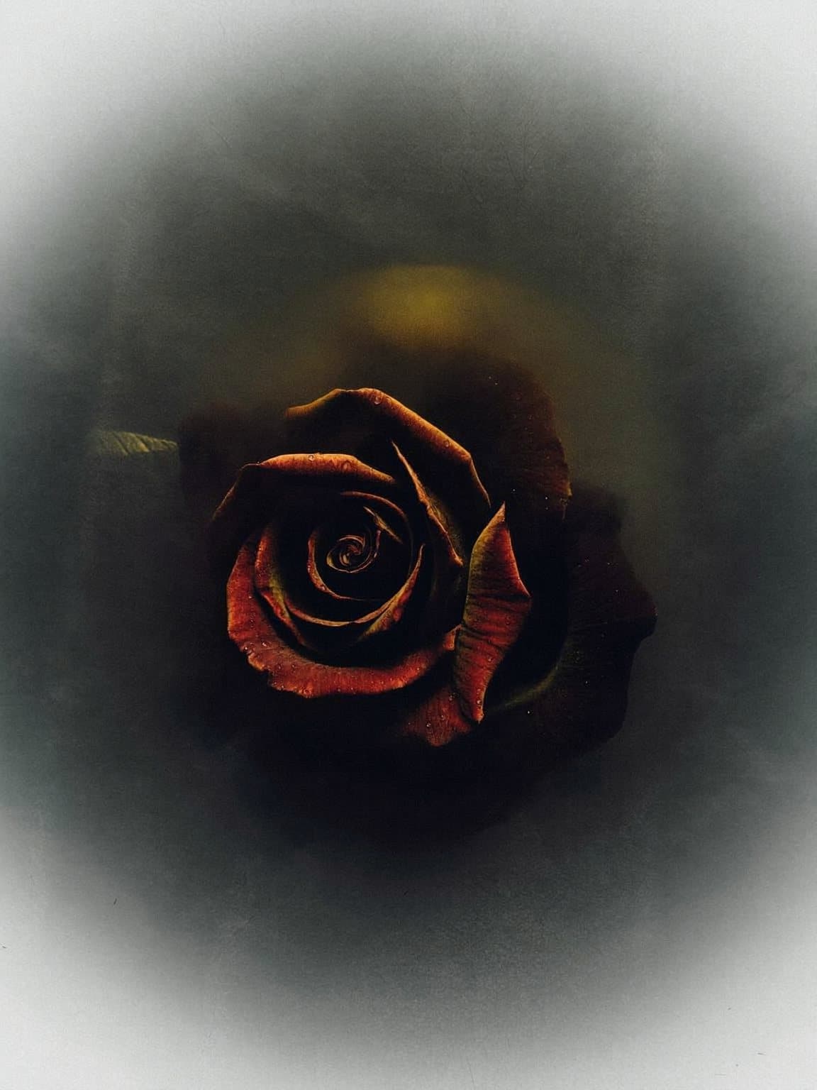 A rose in shadow